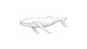 Coloriage Baleine