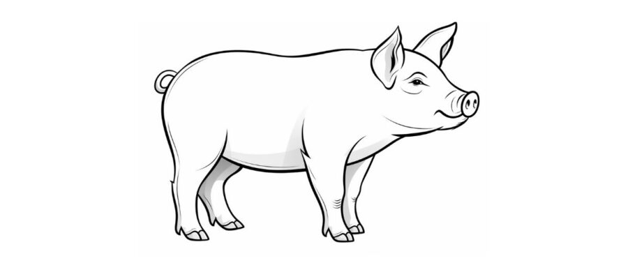 Coloriage Cochon
